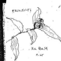 f:id:neko-no-shippo:20060505185935j:image