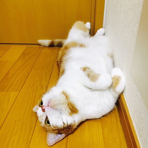 f:id:neko-robu:20160729170546j:plain