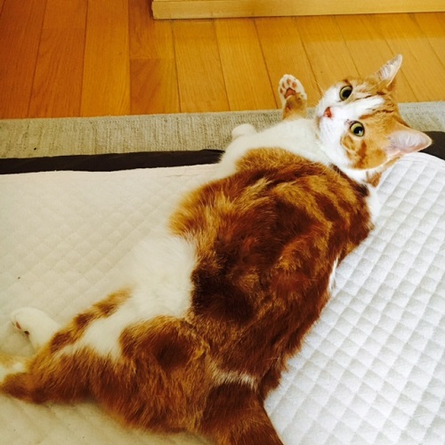 f:id:neko-robu:20160806171345j:plain