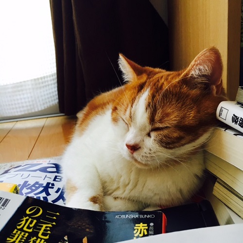 f:id:neko-robu:20160807172923j:plain