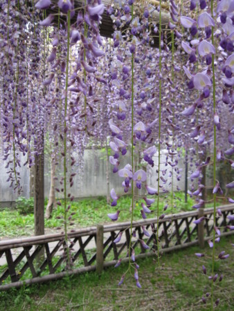 f:id:neko-room:20110503103551j:image