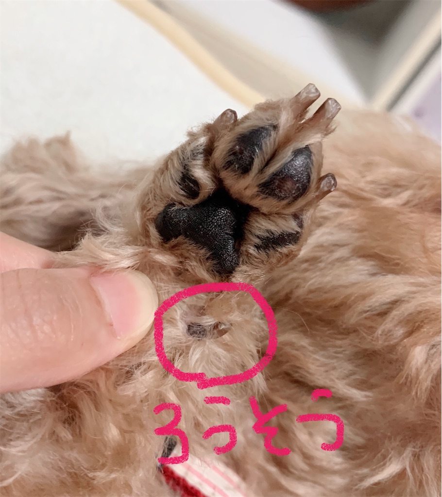 f:id:neko008:20200908233000j:image f:id:neko008:20200908233000j:image