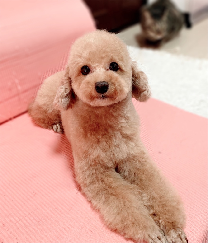 f:id:neko008:20200909083939j:image f:id:neko008:20200909083939j:image