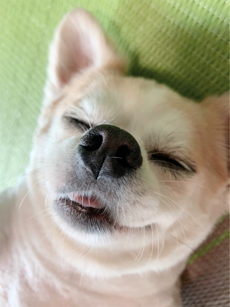 f:id:neko008:20200909213952j:image f:id:neko008:20200909213952j:image