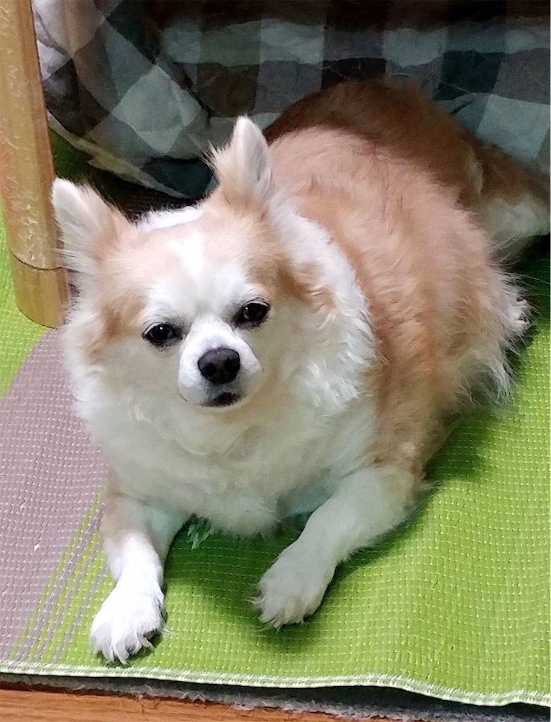 f:id:neko008:20200909220110j:image f:id:neko008:20200909220110j:image