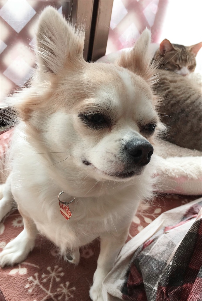 f:id:neko008:20200909220318j:image f:id:neko008:20200909220318j:image