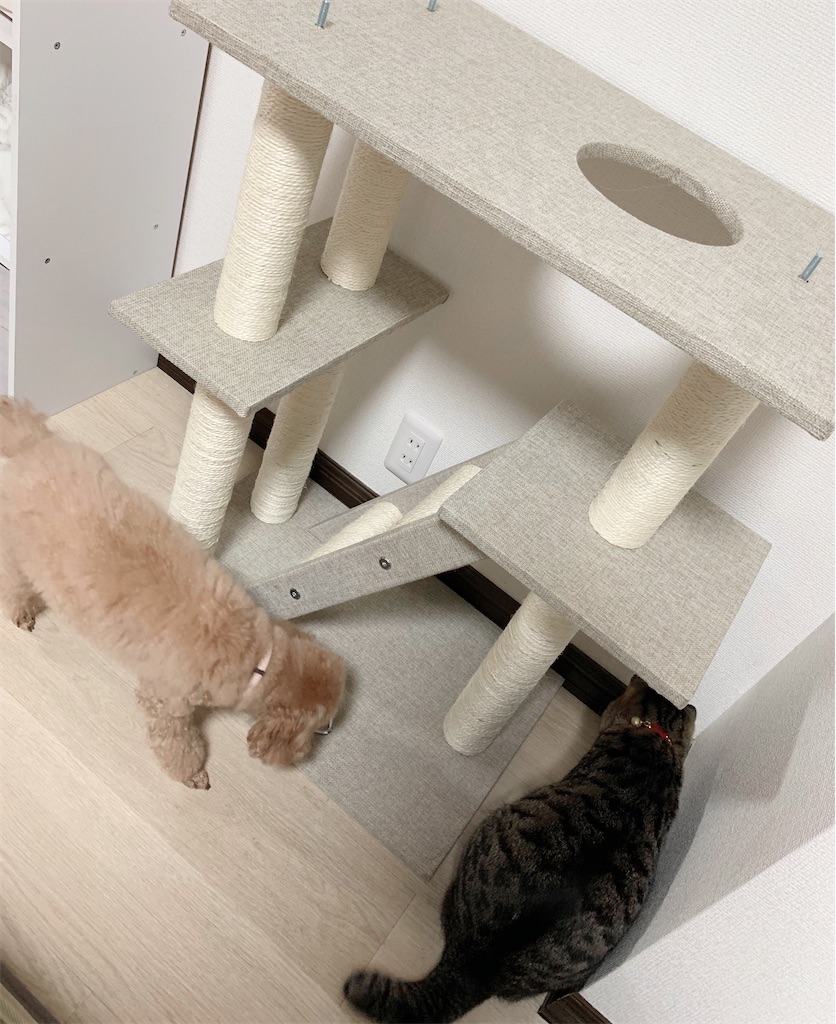 f:id:neko008:20200911214801j:image f:id:neko008:20200911214801j:image