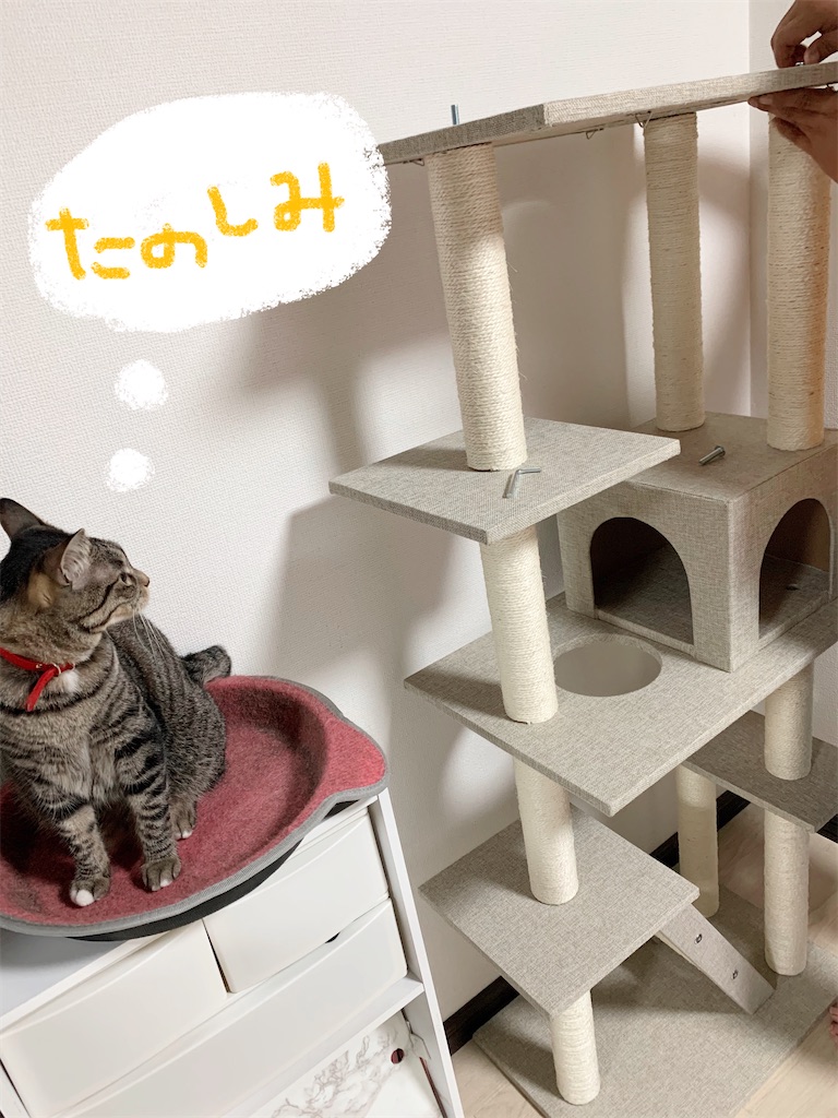 f:id:neko008:20200911215540j:image f:id:neko008:20200911215540j:image