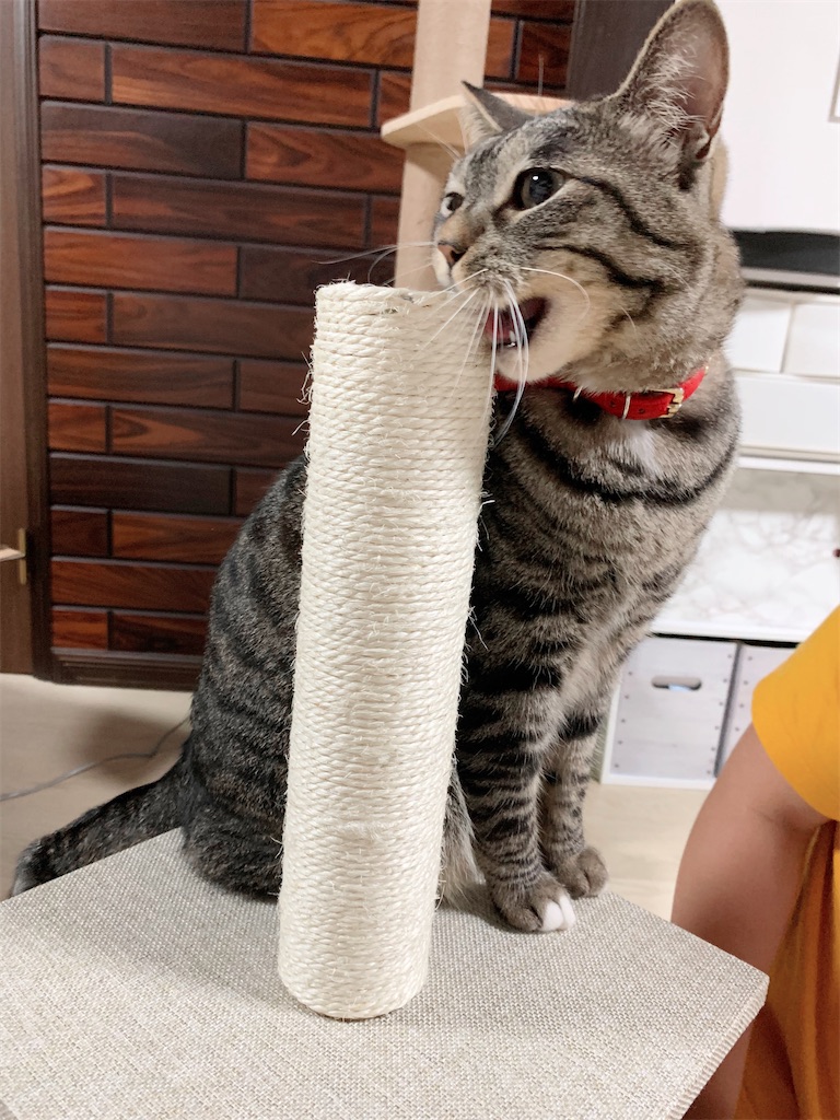 f:id:neko008:20200911222221j:image f:id:neko008:20200911222221j:image