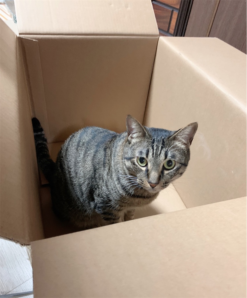 f:id:neko008:20200911223154j:image f:id:neko008:20200911223154j:image