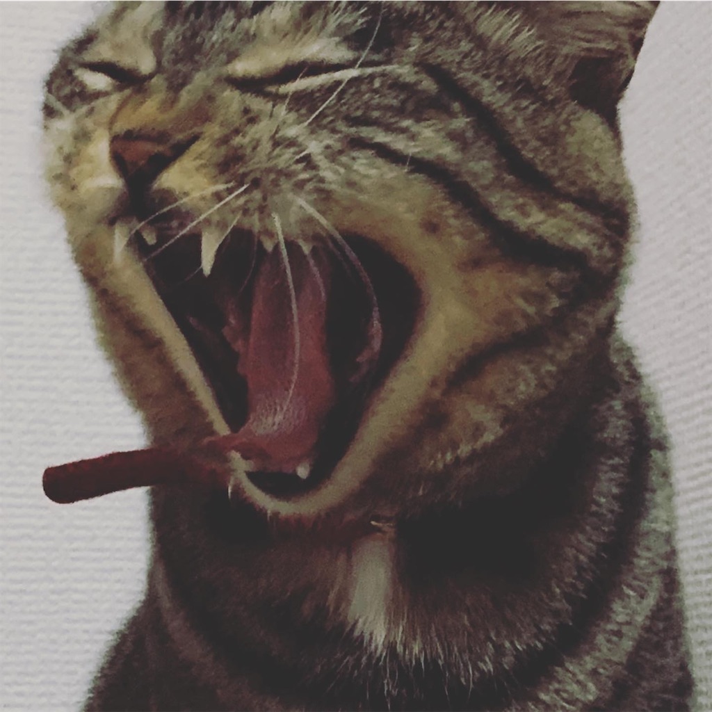 f:id:neko008:20200916212139j:image f:id:neko008:20200916212139j:image