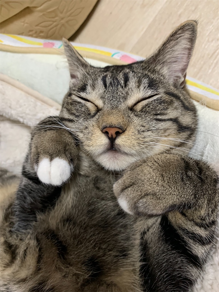 f:id:neko008:20200925223149j:image