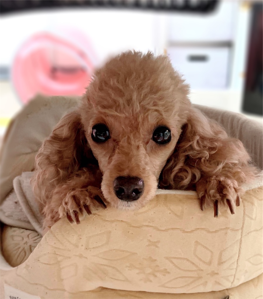 f:id:neko008:20201004223859j:image f:id:neko008:20201004223859j:image