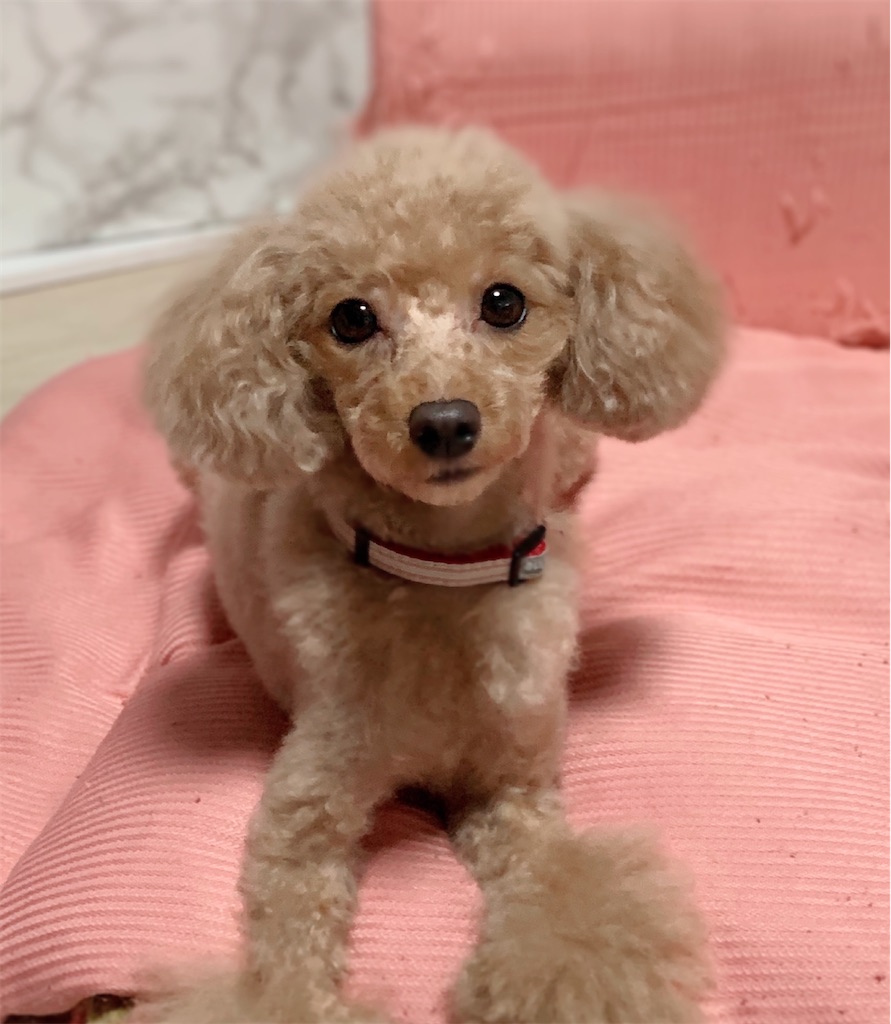 f:id:neko008:20201004224759j:image f:id:neko008:20201004224759j:image