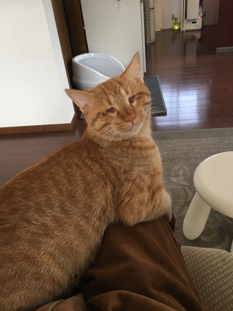 f:id:neko015:20181231173324j:plain