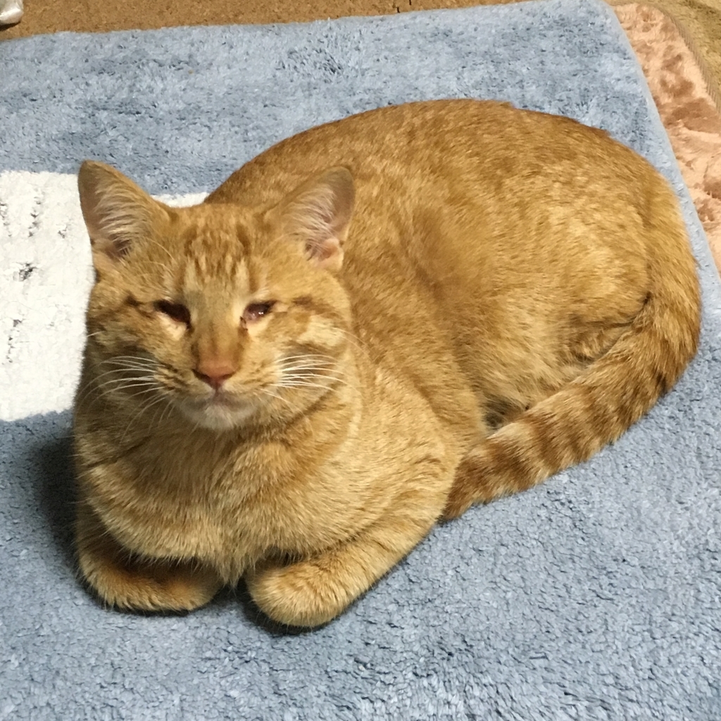 f:id:neko015:20181231174148j:plain