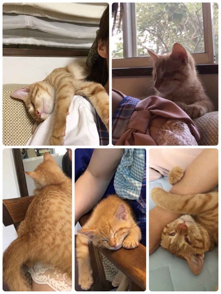 f:id:neko015:20181231174650j:plain