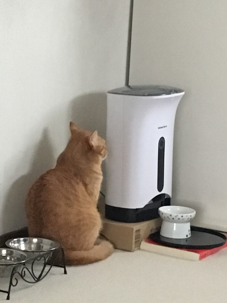 f:id:neko015:20190222233853j:plain