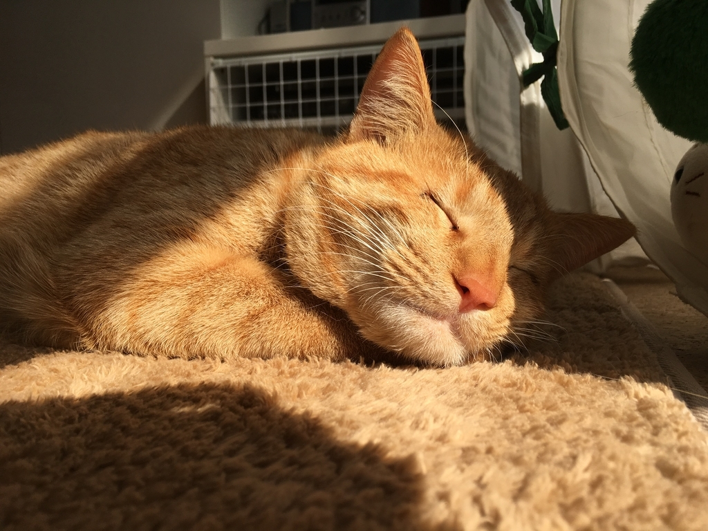 f:id:neko015:20190222234701j:plain