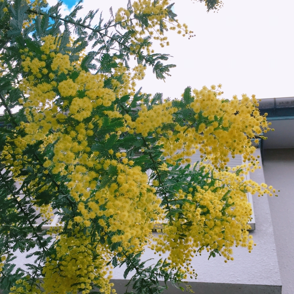f:id:neko015:20190313073927j:plain