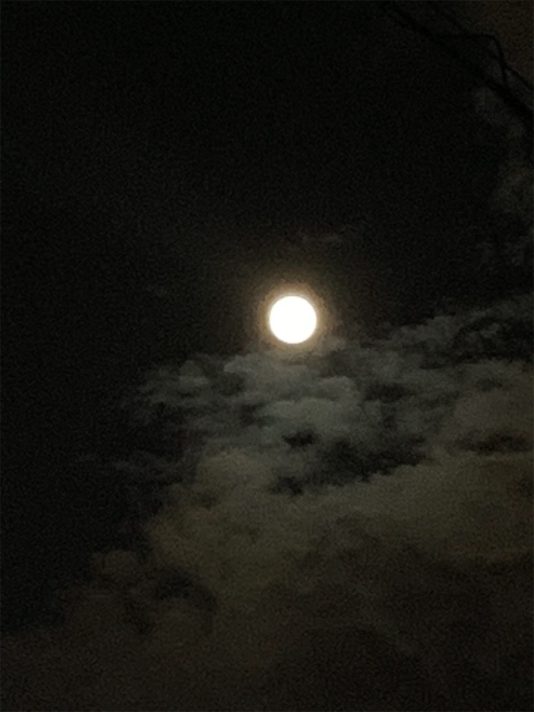 f:id:neko0503:20181025013221j:image