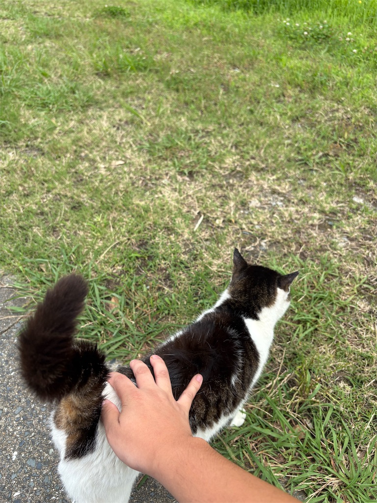 f:id:neko0619neko:20260712114143j:image
