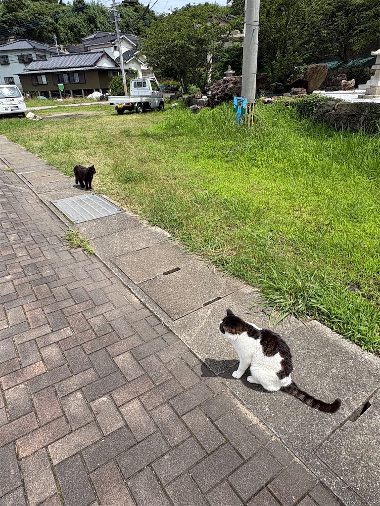 f:id:neko0619neko:20260712115433j:image