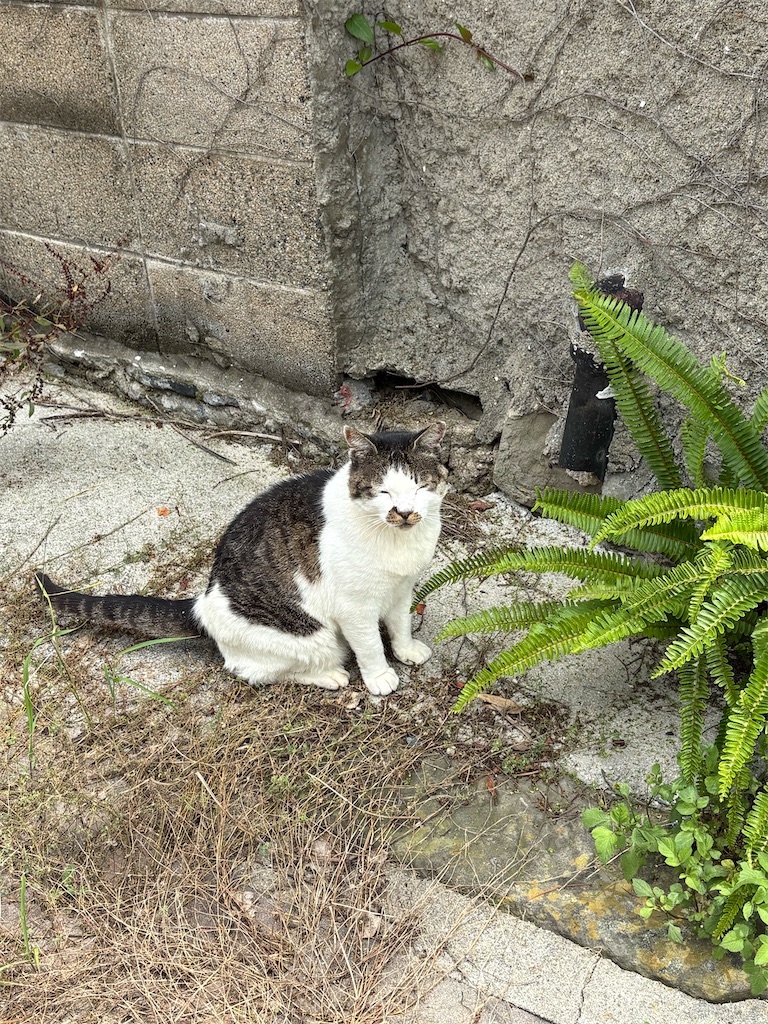 f:id:neko0619neko:20260712115538j:image