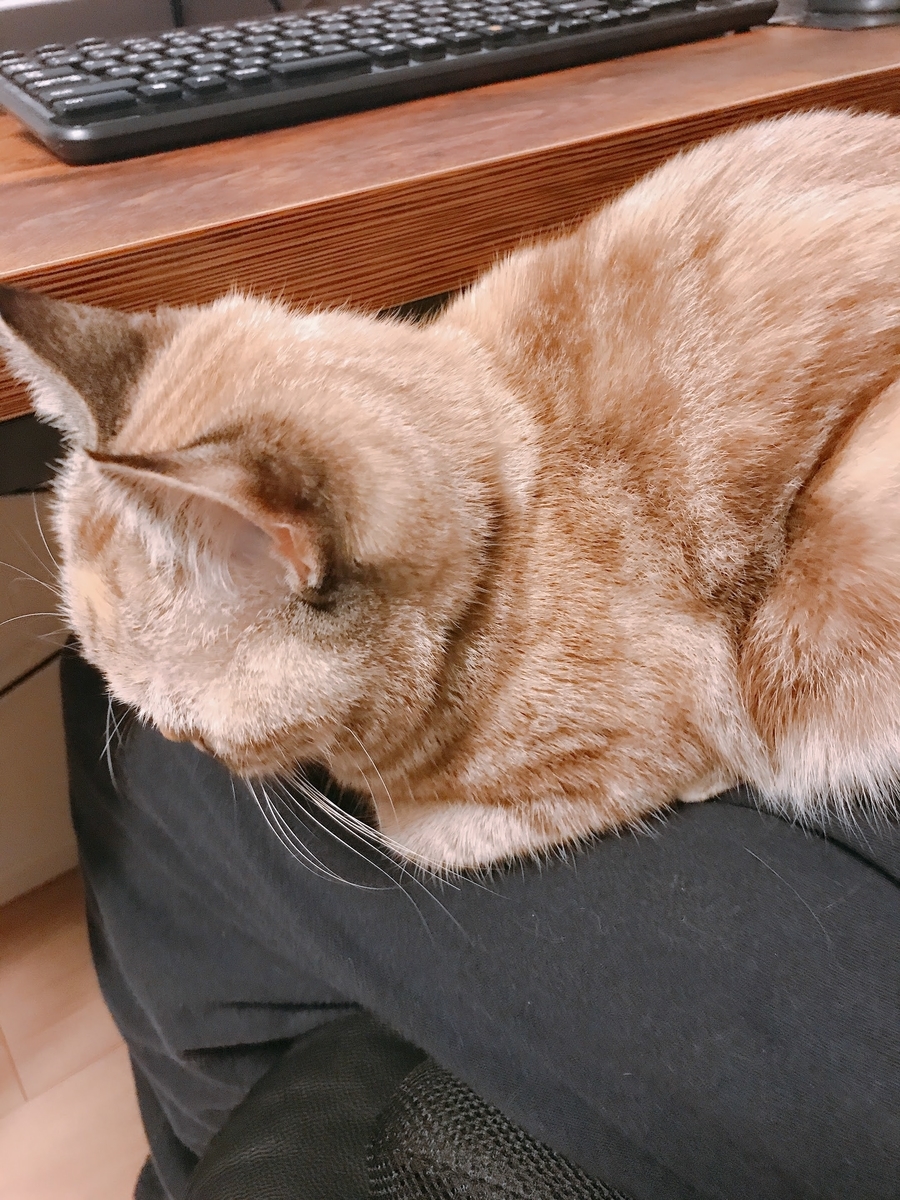 ４２ あの 仕事中なんですけど 市ちゃん 猫 市ちゃん