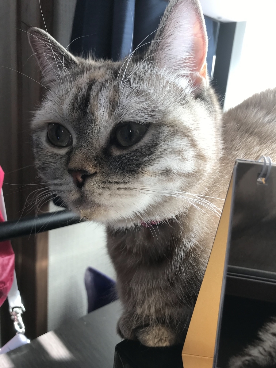 f:id:neko1229oichi:20220201202930j:plain