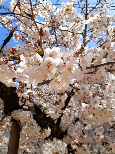 f:id:neko222mike333:20210326172553j:image f:id:neko222mike333:20210326172553j:image