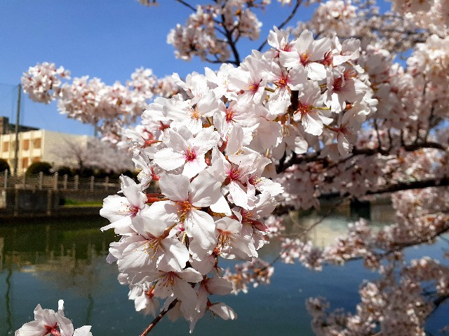 f:id:neko222mike333:20210331173855j:image f:id:neko222mike333:20210331173855j:image