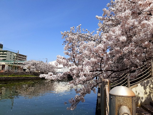 f:id:neko222mike333:20210331173910j:image f:id:neko222mike333:20210331173910j:image