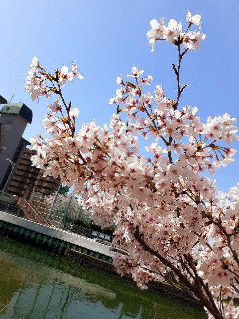 f:id:neko222mike333:20210331174240j:image f:id:neko222mike333:20210331174240j:image