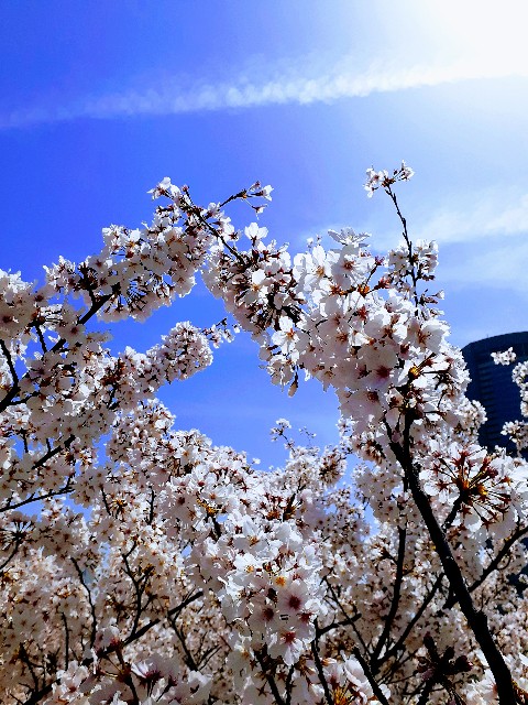 f:id:neko222mike333:20210401195621j:image f:id:neko222mike333:20210401195621j:image
