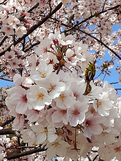 f:id:neko222mike333:20210401195642j:image f:id:neko222mike333:20210401195642j:image