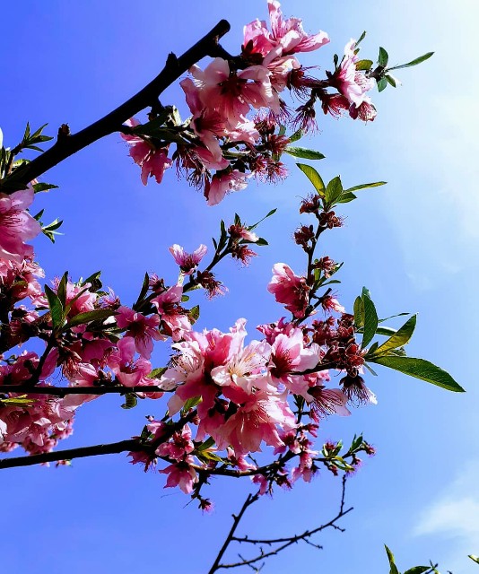 f:id:neko222mike333:20210401195805j:image f:id:neko222mike333:20210401195805j:image