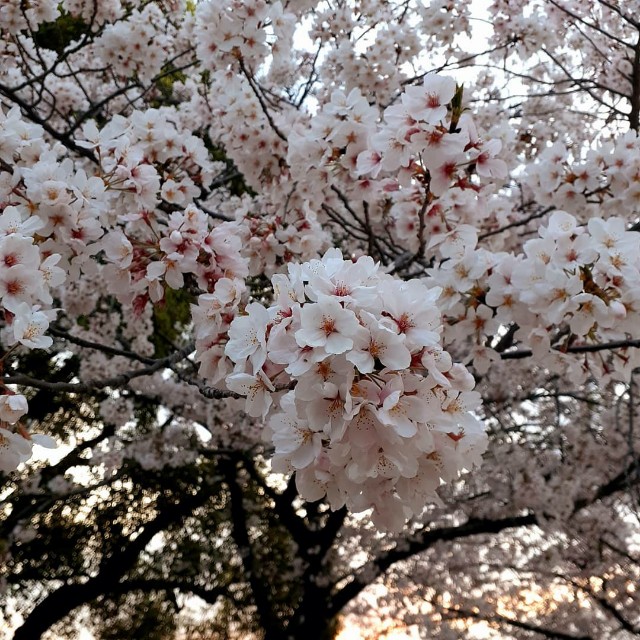 f:id:neko222mike333:20210402210702j:image f:id:neko222mike333:20210402210702j:image