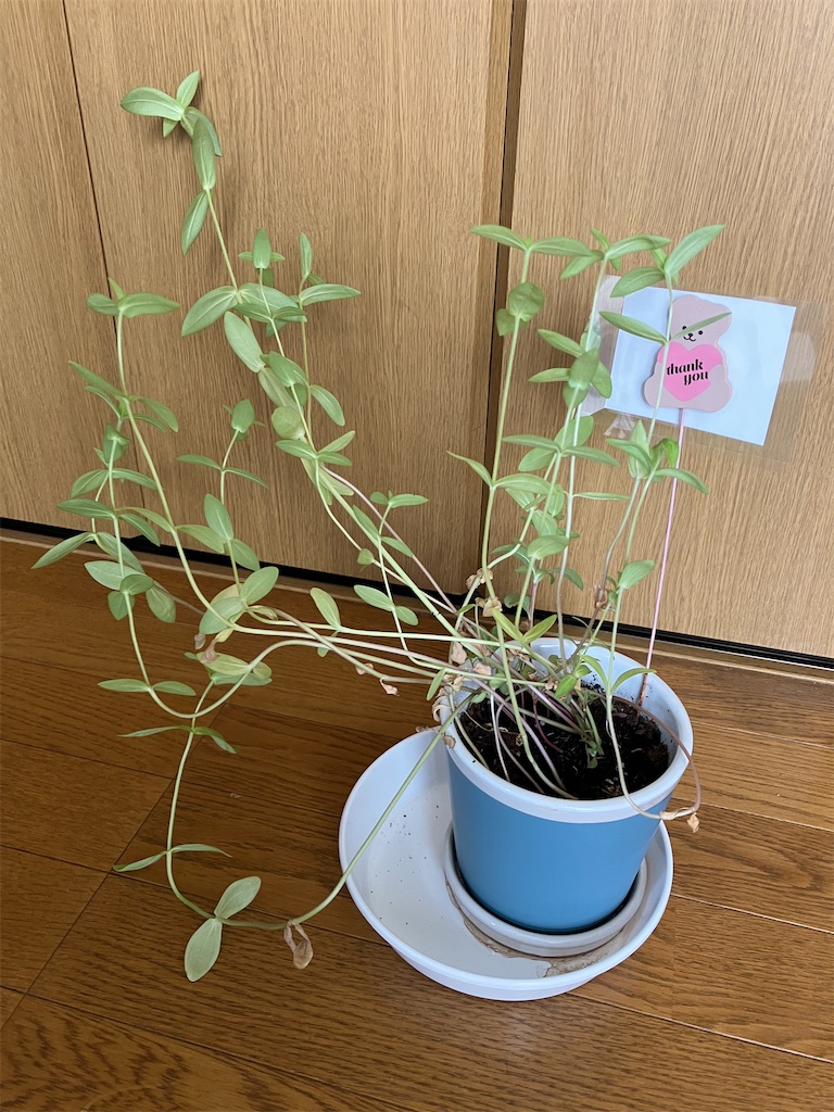 f:id:neko2_2025:20250802153514j:image