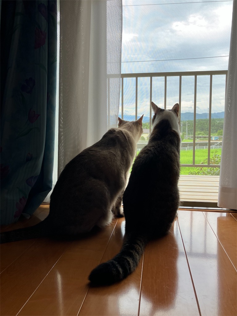 f:id:neko2_2025:20250913131345j:image