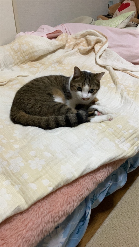 f:id:neko2_2025:20251020110544j:image