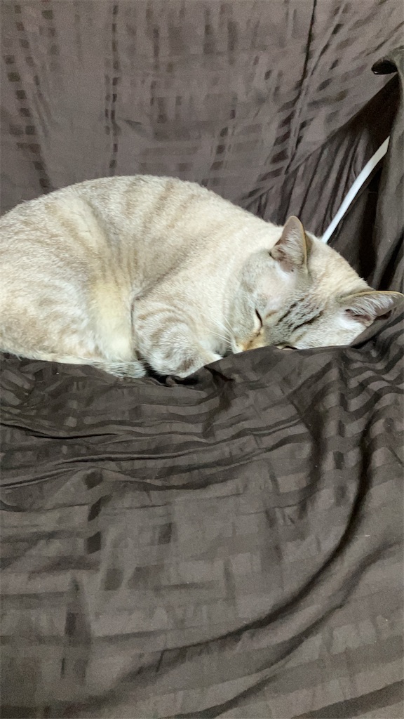 f:id:neko2_2025:20251020110614j:image