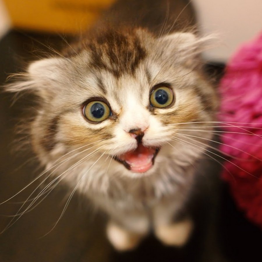 f:id:neko7773:20220115103610j:plain