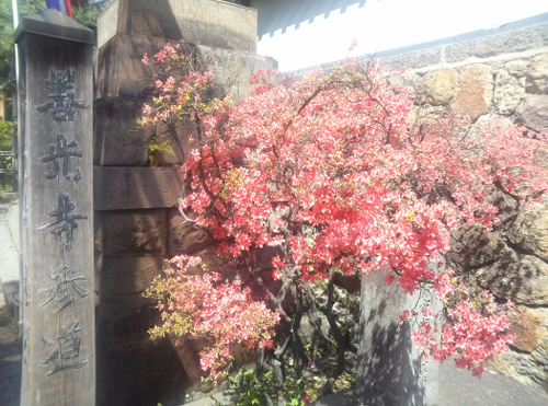 f:id:neko_aquaalta:20150509125614j:plain
