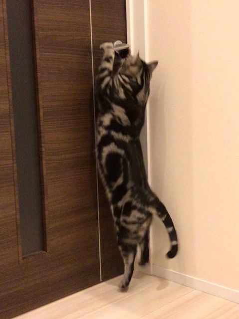 f:id:neko_mama_neko:20190111215259j:plain