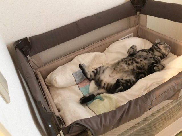 f:id:neko_mama_neko:20190304202325j:plain
