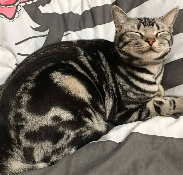 f:id:neko_mama_neko:20190420204808j:plain