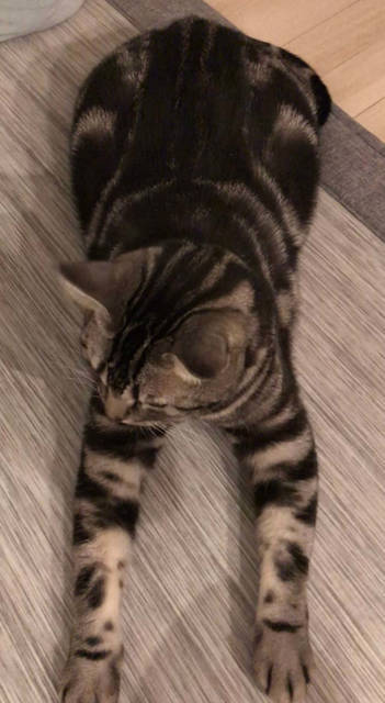 f:id:neko_mama_neko:20190803104906j:plain
