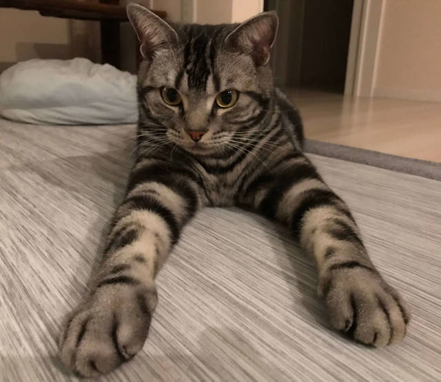 f:id:neko_mama_neko:20190803104915j:plain