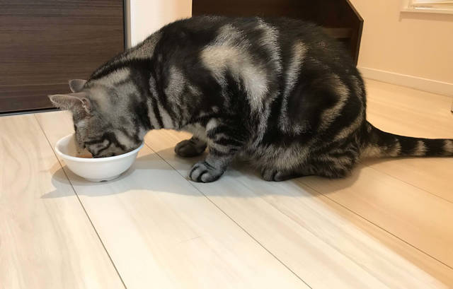 f:id:neko_mama_neko:20190803104930j:plain